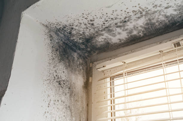 Affordable Hvac And Air Duct Mold Remediation solutions in New Paris, PA